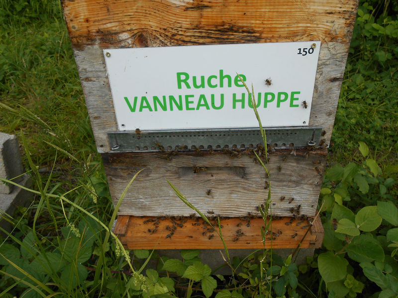 La ruche Vanneau huppé