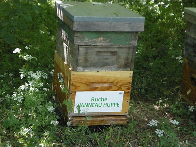 La ruche Vanneau huppé