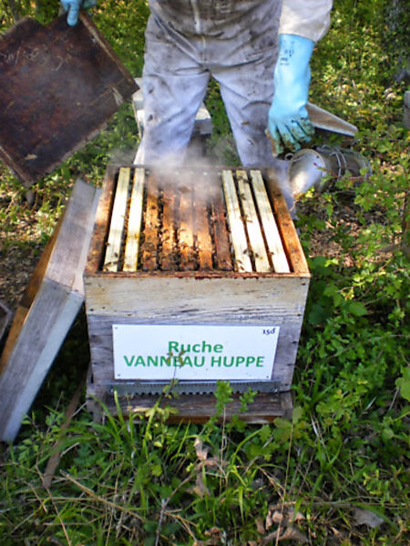 La ruche Vanneau huppé