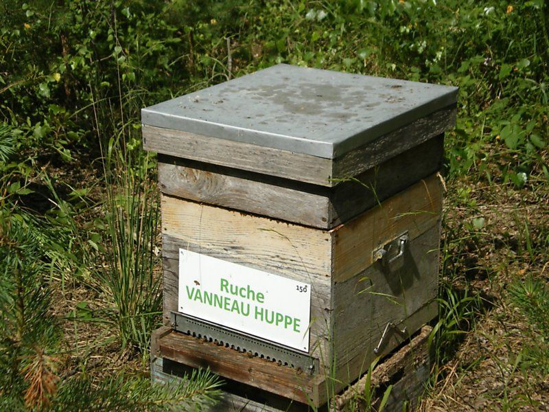 La ruche Vanneau huppé