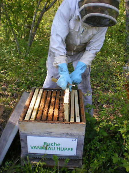 La ruche Vanneau huppé