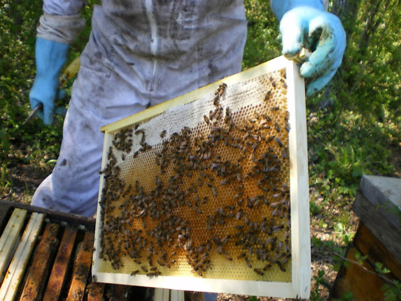La ruche Vanneau huppé