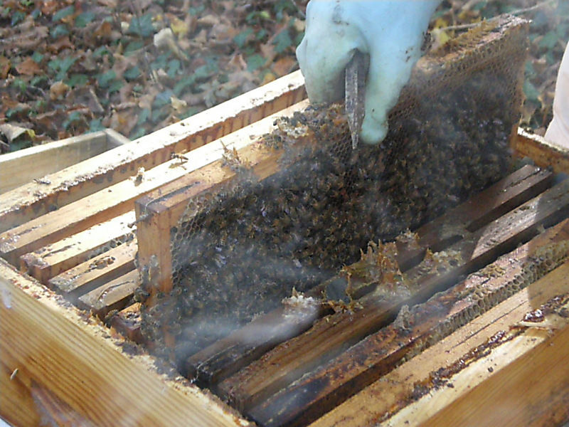 La ruche Vanneau huppé