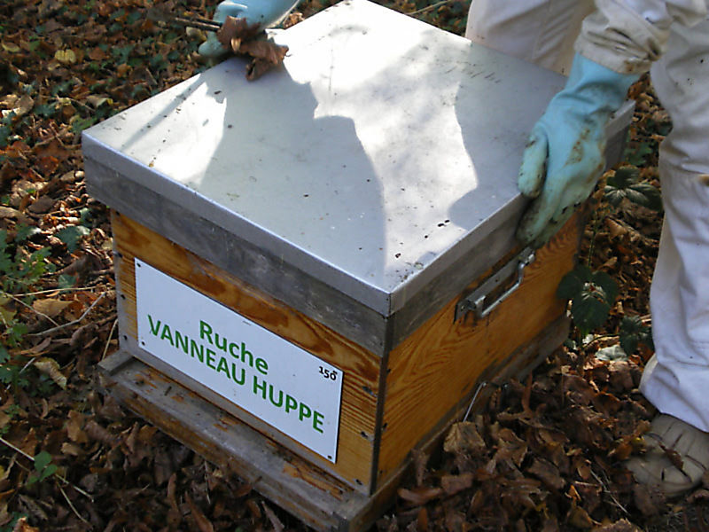 La ruche Vanneau huppé