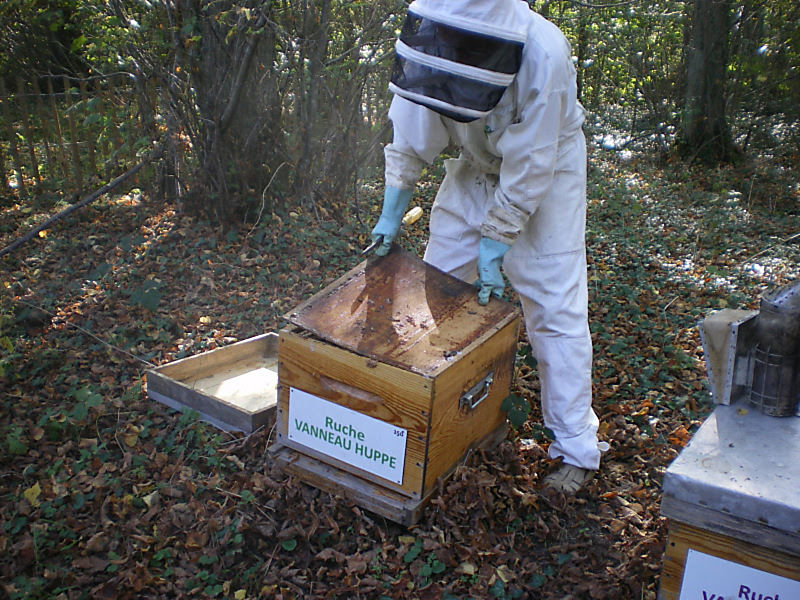 La ruche Vanneau huppé