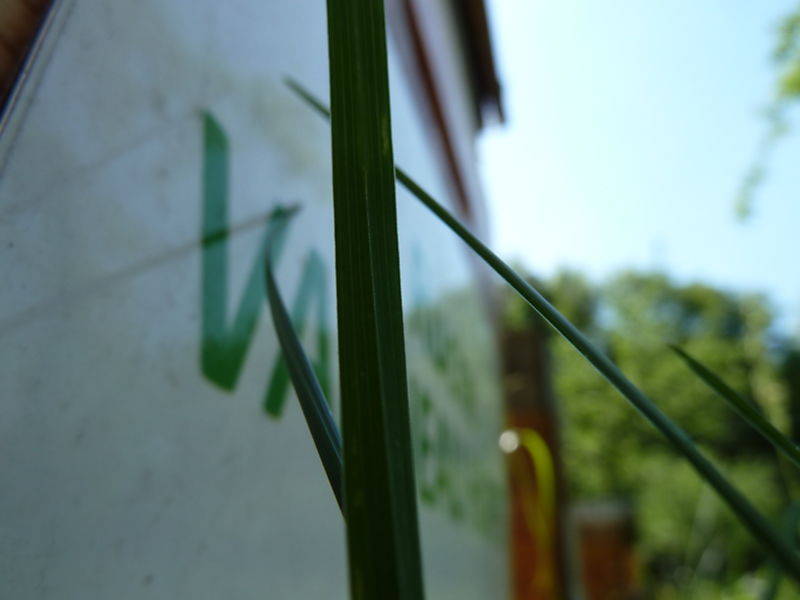 La ruche Vanneau huppé