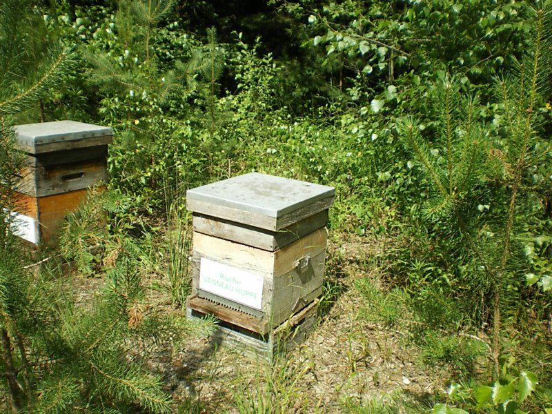 La ruche Vanneau huppé