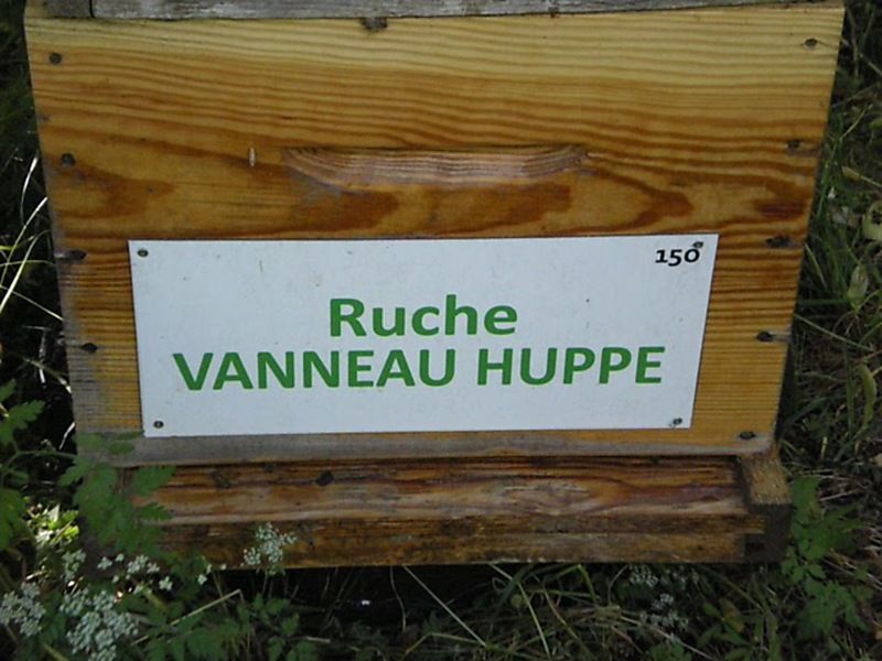La ruche Vanneau huppé