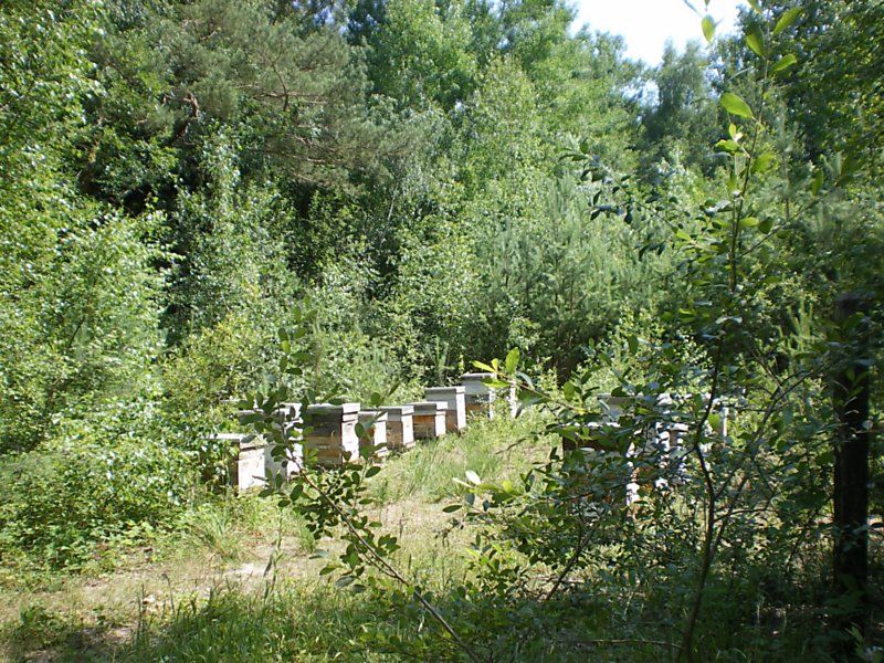 La ruche Vanneau huppé