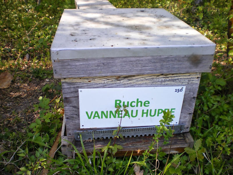 La ruche Vanneau huppé