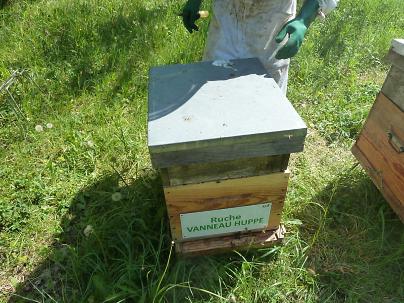 La ruche Vanneau huppé