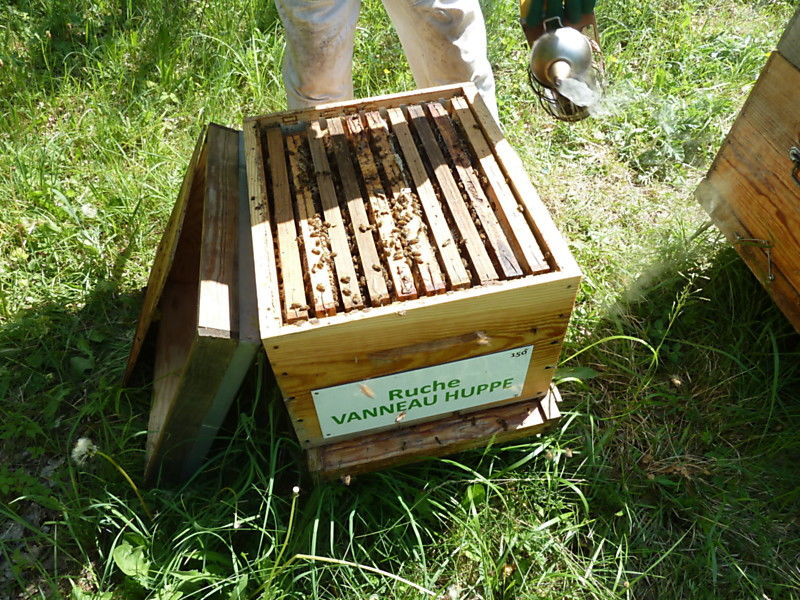 La ruche Vanneau huppé