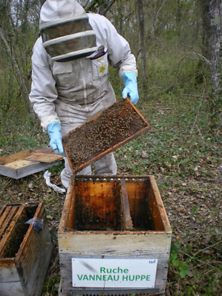 La ruche Vanneau huppé
