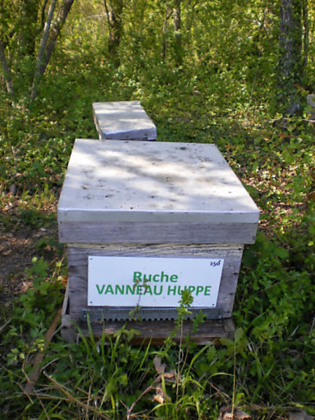 La ruche Vanneau huppé