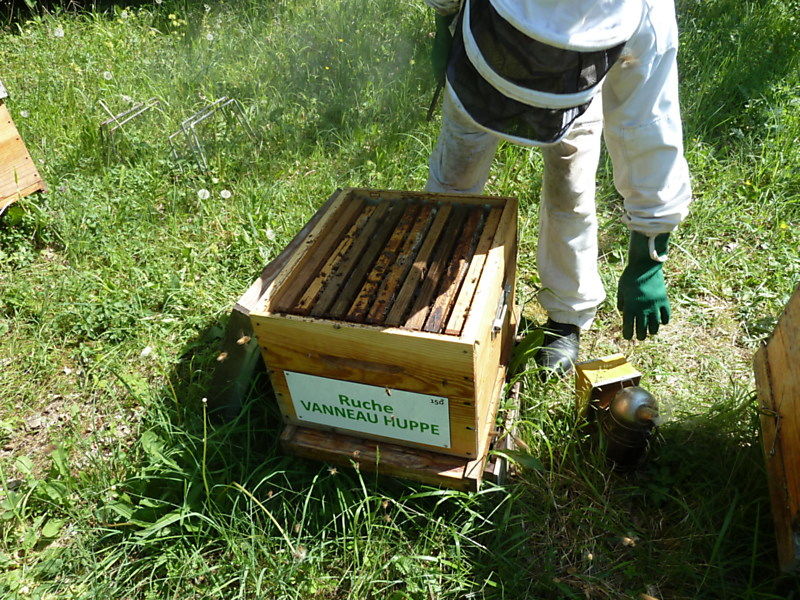 La ruche Vanneau huppé