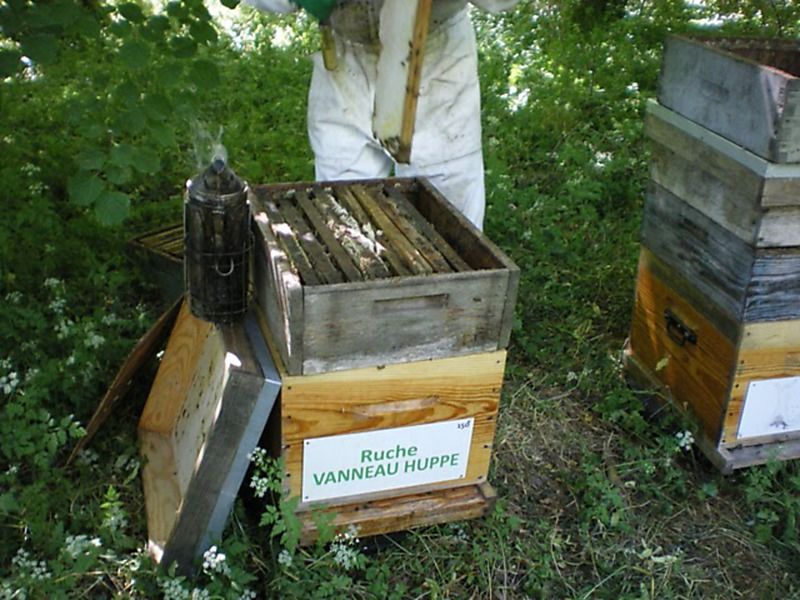 La ruche Vanneau huppé