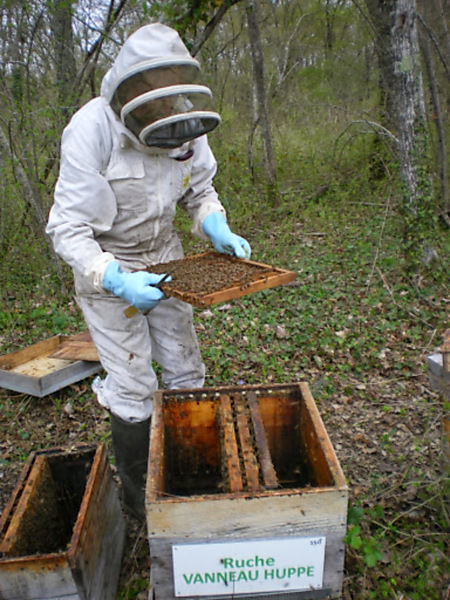 La ruche Vanneau huppé