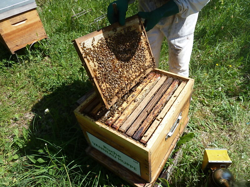 La ruche Vanneau huppé