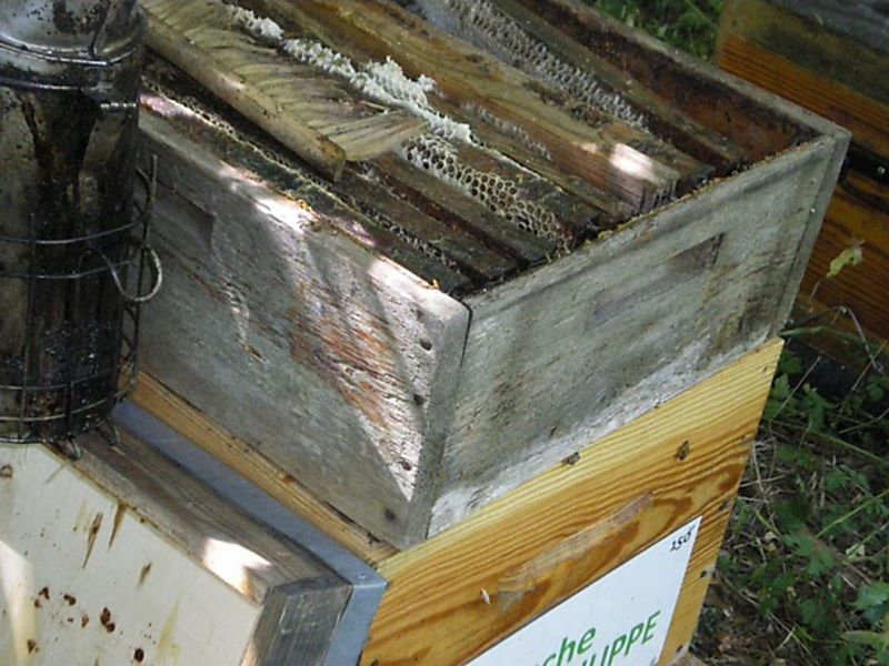 La ruche Vanneau huppé