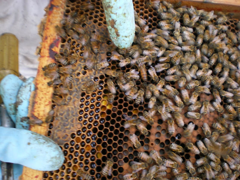 La ruche Vanneau huppé