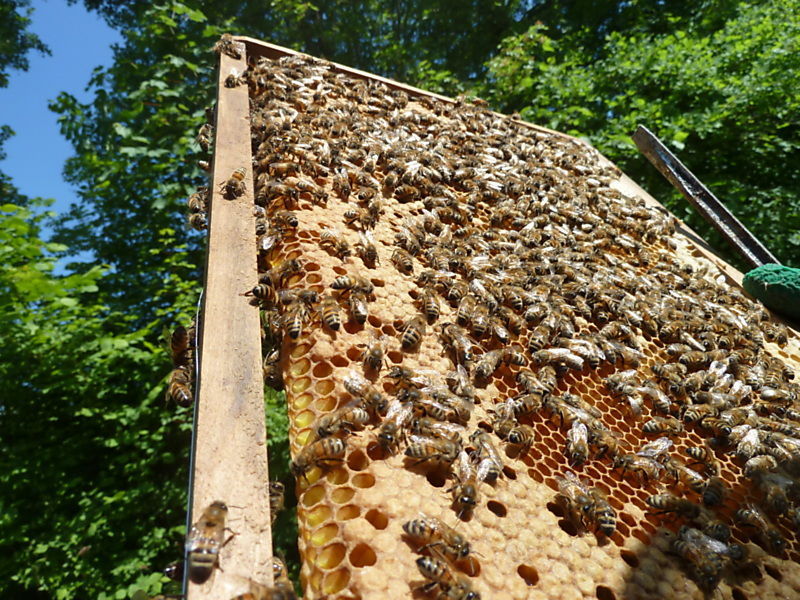 La ruche Vanneau huppé