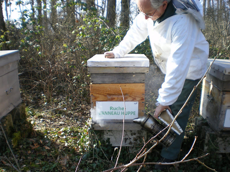 La ruche Vanneau huppé