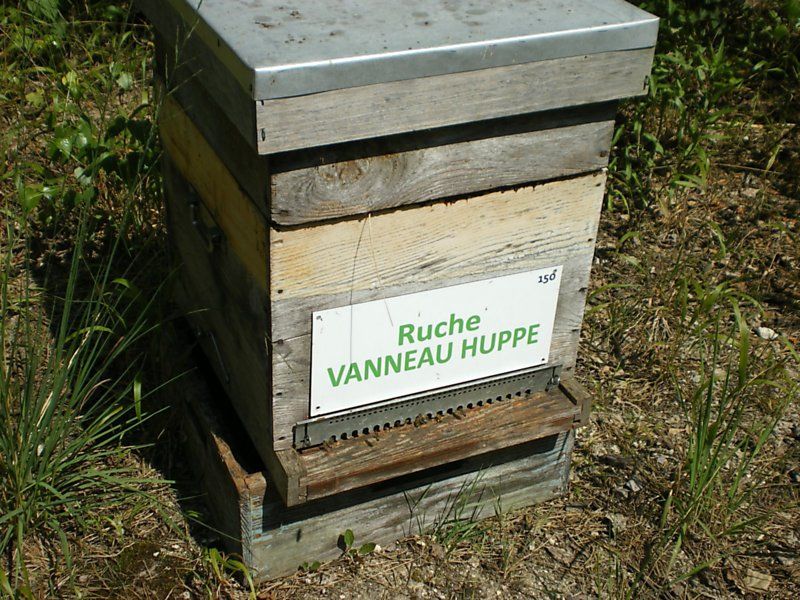 La ruche Vanneau huppé