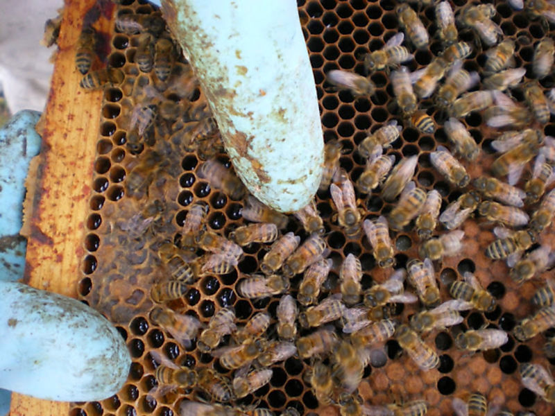 La ruche Vanneau huppé