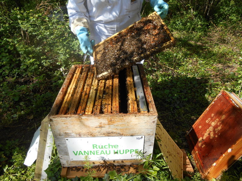 La ruche Vanneau huppé