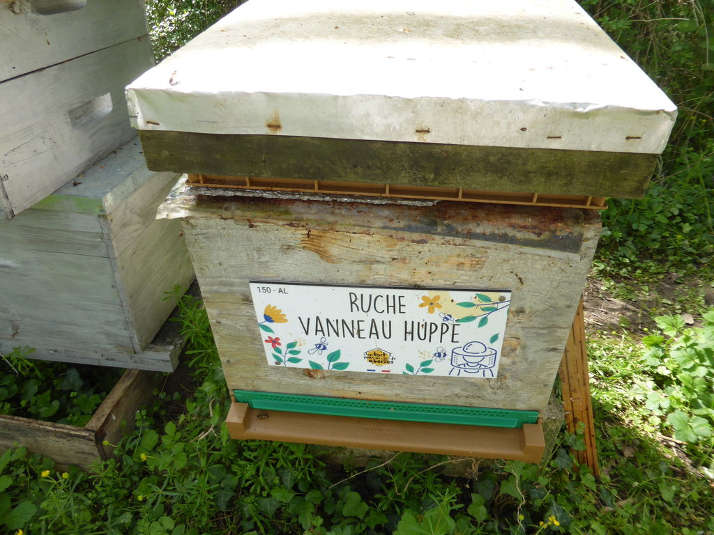 La ruche Vanneau huppé