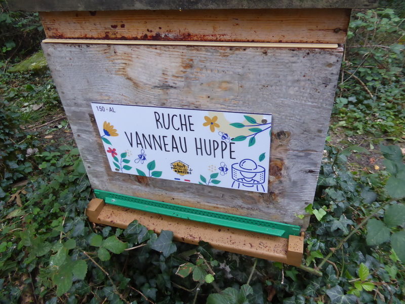 La ruche Vanneau huppé