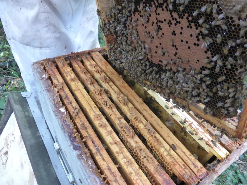 La ruche Vanneau huppé