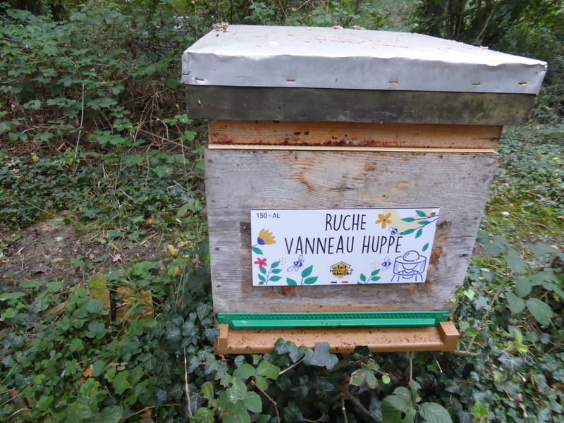 La ruche Vanneau huppé