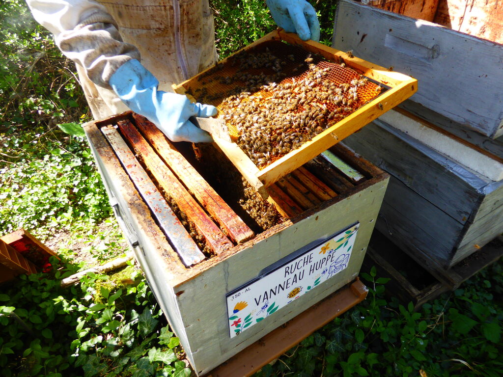 La ruche Vanneau huppé