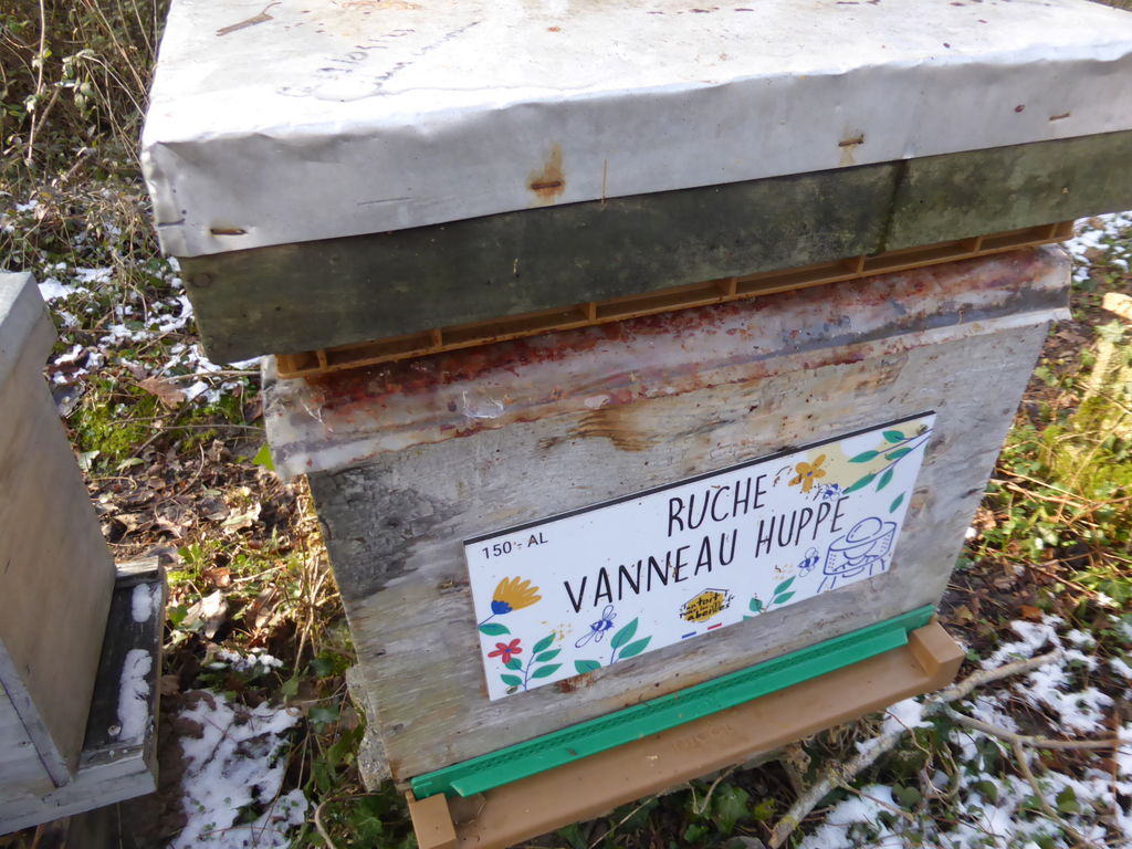 La ruche Vanneau huppé