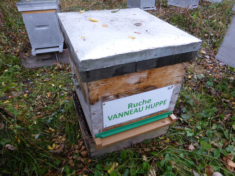 La ruche Vanneau huppé