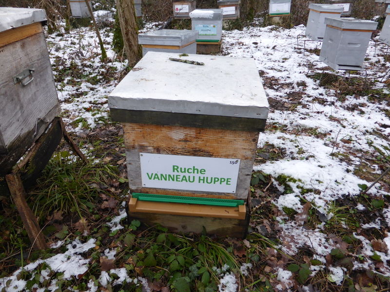 La ruche Vanneau huppé