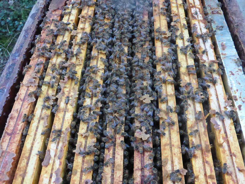 La ruche Vanneau huppé