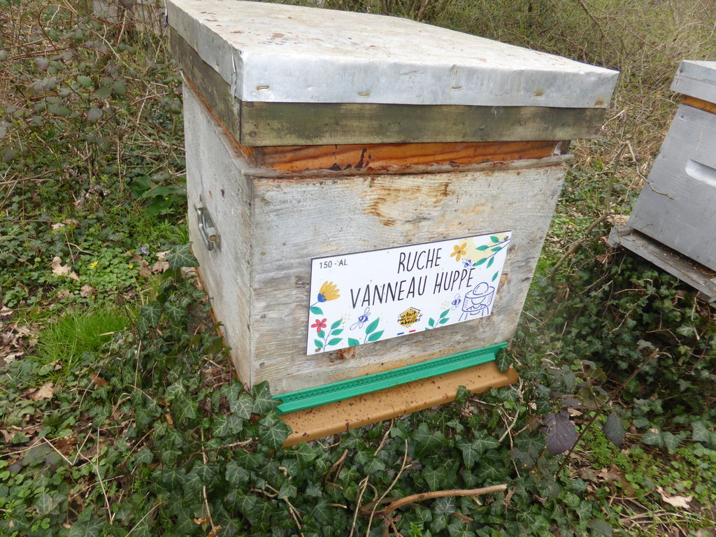La ruche Vanneau huppé