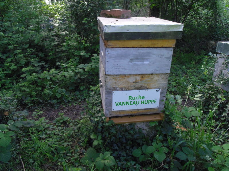 La ruche Vanneau huppé