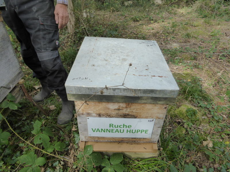 La ruche Vanneau huppé