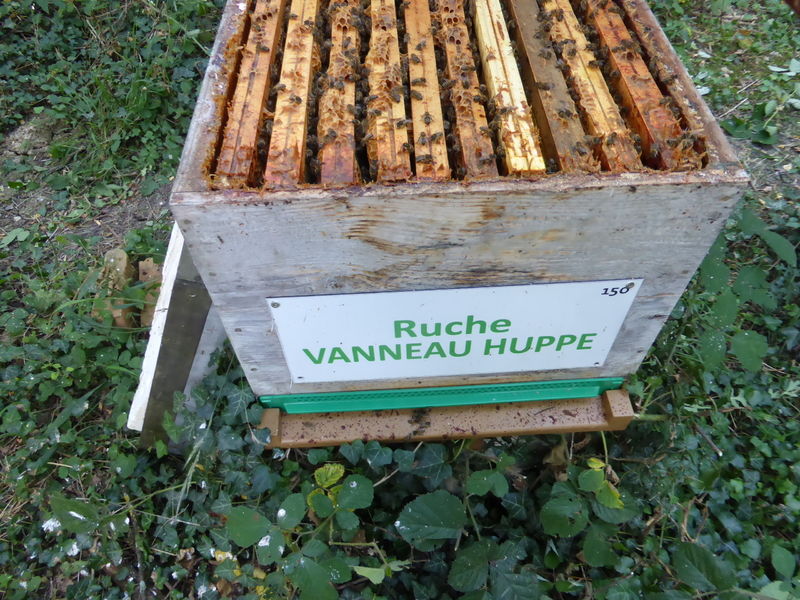 La ruche Vanneau huppé