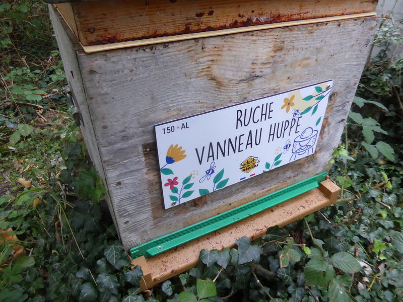 La ruche Vanneau huppé