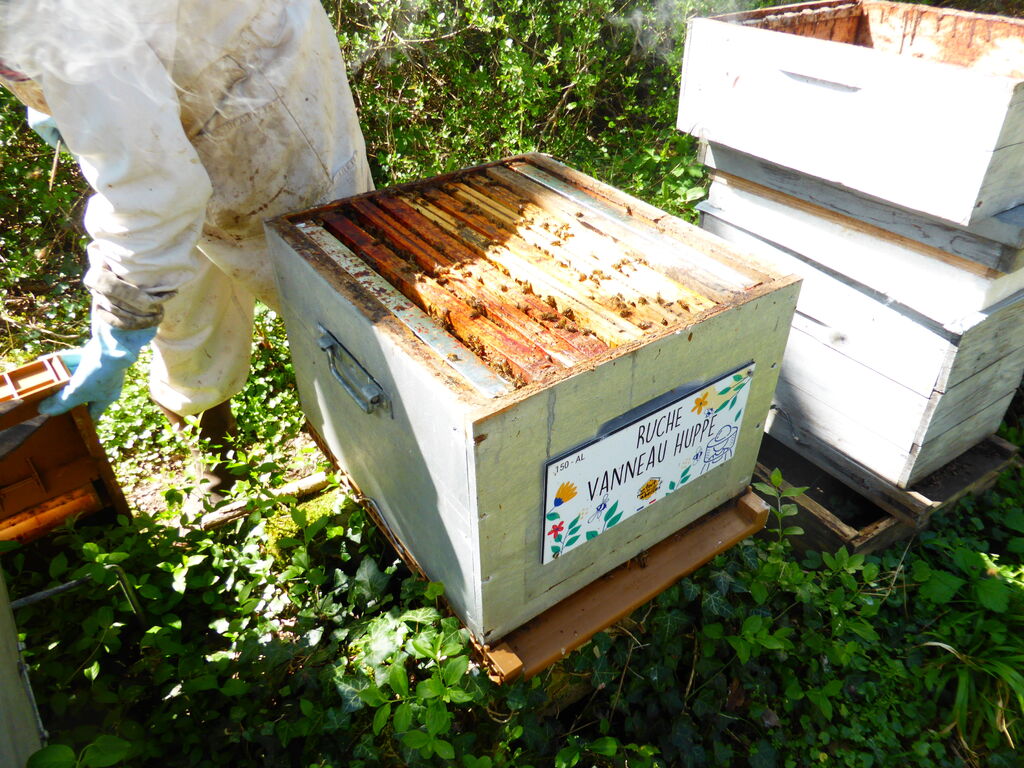 La ruche Vanneau huppé