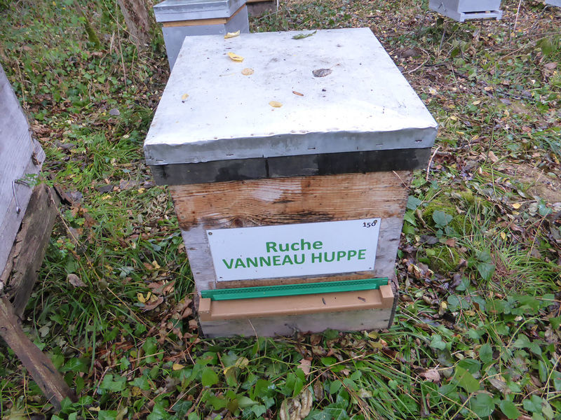 La ruche Vanneau huppé