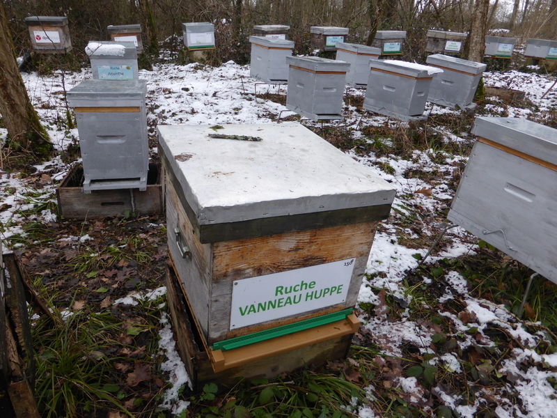 La ruche Vanneau huppé