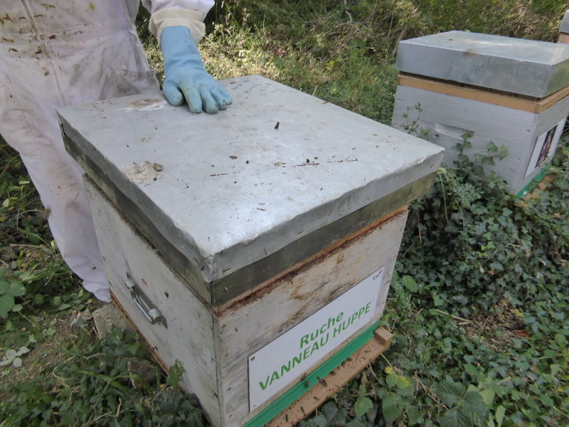 La ruche Vanneau huppé