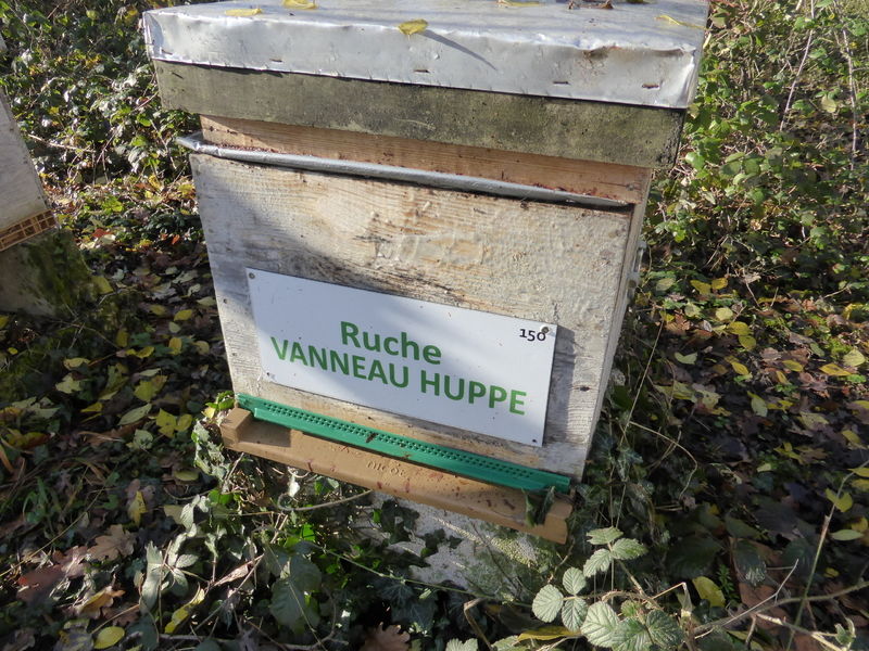 La ruche Vanneau huppé