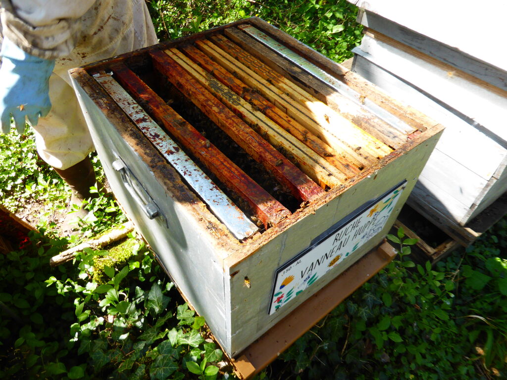 La ruche Vanneau huppé