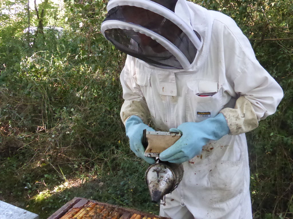 La ruche Vanneau huppé